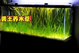 30斤黄土倒入鱼缸，用它养水草，原来能长这么好视频封面