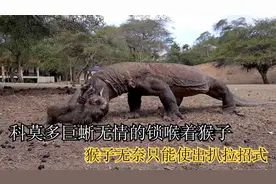 猴子大战科莫多巨蜥，巨蜥无情的锁喉猴子，猴子无奈只能扒拉反抗视频封面