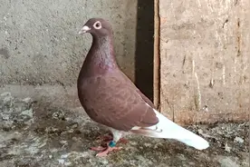 人用药巧治鸽子沙门氏，河南小伙有妙招3天就好，再也不用发愁了