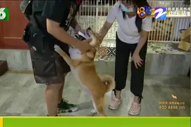 才犬寄样十个月 小狗已经变大狗 杭州宠物店小王希望主人回个话视频封面