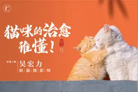 他花10年时间，用相机记录中国流浪猫咪，作品萌化人心！