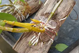 石斛兰长出新芽新根后，别忘了这一步，让根长得更旺视频封面
