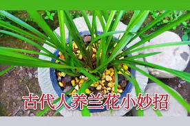 古人是怎样养兰花的？有一个方法流传至今，省钱又实用还环保！视频封面
