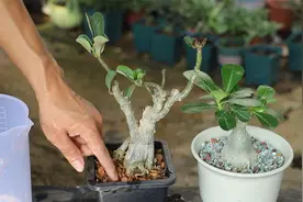 沙漠玫瑰茎杆皱巴巴，避免剩空盆，记好这一招不吃亏！视频封面