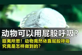 生活在水里的神奇动物，竟然依靠屁股呼吸，它究竟是怎样做到的？视频封面