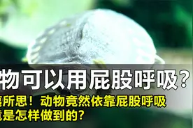 生活在水里的神奇动物，竟然依靠屁股呼吸，它究竟是怎样做到的？视频封面