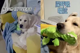 养了4年的金毛半夜偷哭，模样太可怜主人后悔：不该对它冷暴力视频封面