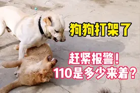 拉布拉多和金毛干架，场面一度失控，最后小金毛委屈的要哭出来
