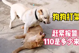 拉布拉多和金毛干架，场面一度失控，最后小金毛委屈的要哭出来视频封面