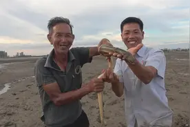 69岁老渔民抓黄金海鳝秘诀，洞口放烟丝跑出6条，小池大开眼界了