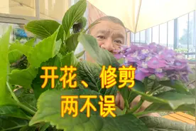 绣球“开花”和“修剪”两不误！以这棵海军蓝为例，看看效果吧！