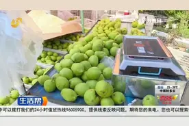 潍坊万亩梨园果香飘，大梨咬一口汁水满嘴，10亩地能赚10万多块钱