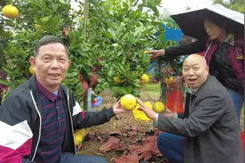 阳山黎埠瓦窑潭台湾黄金柚采摘游进行时，又大又甜现摘现吃真爽视频封面