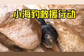 刚出生10天的小海豹 就被妈妈"抛弃"视频封面