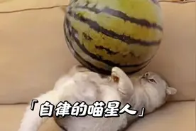不努力就会成为主人的玩物！视频封面