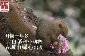 北京城市一隅的野生动物生态乐园：100多种小动物在这里出没视频封面