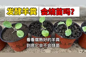 发酵羊粪会烧苗吗？用小白菜播种测试，7天就看出效果视频封面