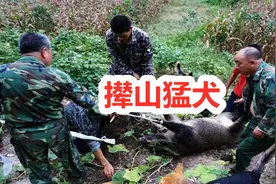 四川丛林走出的强悍猎犬撵山狗，8只就能围捕野猪，战斗力强悍
