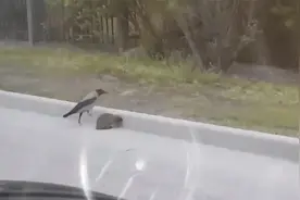 刺猬过马路太慢，一旁的喜鹊实在看不下去，接下来建议反复观看！视频封面