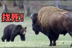 动物世界：棕熊一巴掌拍死600公斤野牛，真是力量秒杀一切，太强视频封面
