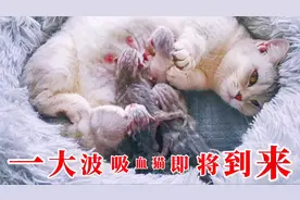 5只小奶猫喝奶，怎么能少了争抢的画面呢！为了口吃的谁也不认视频封面