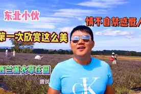 东北小伙，第一次欣赏，新西兰美丽薰衣草庄园，情不自禁感慨人生视频封面