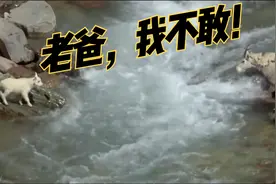 山羊教儿子过河，这一幕太搞笑了！视频封面