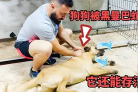 同样是被黑曼巴蛇给咬了，猫咪毒发身亡，狗狗却奇迹般存活视频封面