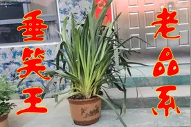 老品系垂笑君子兰王视频封面