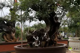 这么多的百年树龄巨型盆景！可以一饱眼福了！视频封面