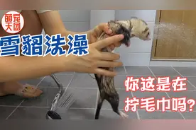 领着雪貂出门 差点把它弄丢了 回来给雪貂洗澡 像不像拧毛巾