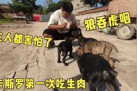 2个月的卡斯罗性格残暴，第一次吃肉竟敢咬主人，真是太猛了！视频封面