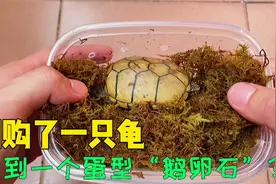 高能开箱一只“鹅卵石”龟？新龟到家后，教你如何正确饲养！视频封面