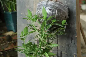 倒种辣椒，因为好奇，所以尝试，结果效果“出乎意料”视频封面