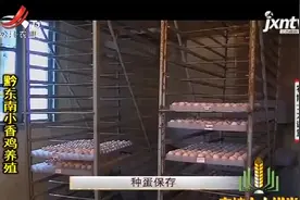 黔东南小香鸡养殖，一般采用人工授精配种，三天后就能产蛋视频封面