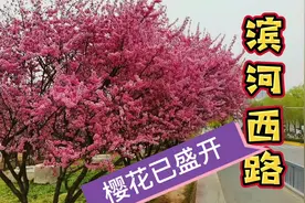 滨河西路樱花盛开，粉嫩花瓣随风舞动视频封面