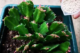 蟹爪兰迟迟不长新芽？盆里撒一勺“生长颗粒”，小红芽蹭蹭冒视频封面