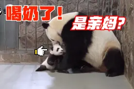 熊猫宝宝被饲养员带走，妈妈都急坏了，确认过眼神，是亲妈视频封面