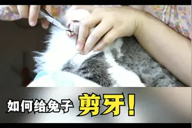 【萌宠篇】萌宠兔的搞笑生活之教你如何给兔宝宝剪牙？视频封面
