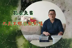 鱼友：孔雀鱼苗几天不喂食饿不死吗？告诉你我的方法，鱼苗死不了