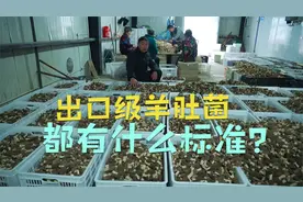出口欧洲级的羊肚菌，都有什么标准？10年经验的大哥这么说视频封面