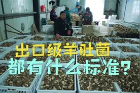 出口欧洲级的羊肚菌，都有什么标准？10年经验的大哥这么说视频封面