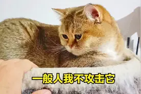 主人从小喂养大的独苗小猫，留在身边养一辈子，它会攻击主人吗？