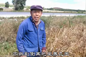 张家口坝上68岁老哥种一亩黍，一亩打多少黍子？一家人吃没问题