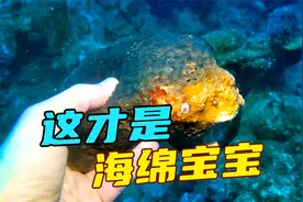 以前一直以为海绵是人工合成的，没想到这才是真正的天然海绵