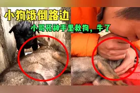 可怜小狗饿晕昏倒路边，小哥从死神手里救狗竟做人工呼吸视频封面