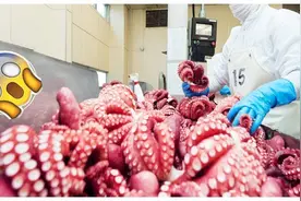 国外海鲜加工厂，流水线处理几十万条八爪鱼，带大家来了解一下