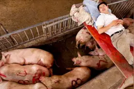 农村猪槽子建造有学问，一个不起眼的的设计，一年能省几百块