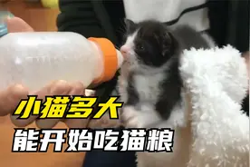 小猫多大开始吃猫粮？刚出生的小奶猫怎么喂养？