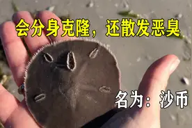 会分身克隆，还浑身散发恶臭，沙币究竟是何物种？视频封面